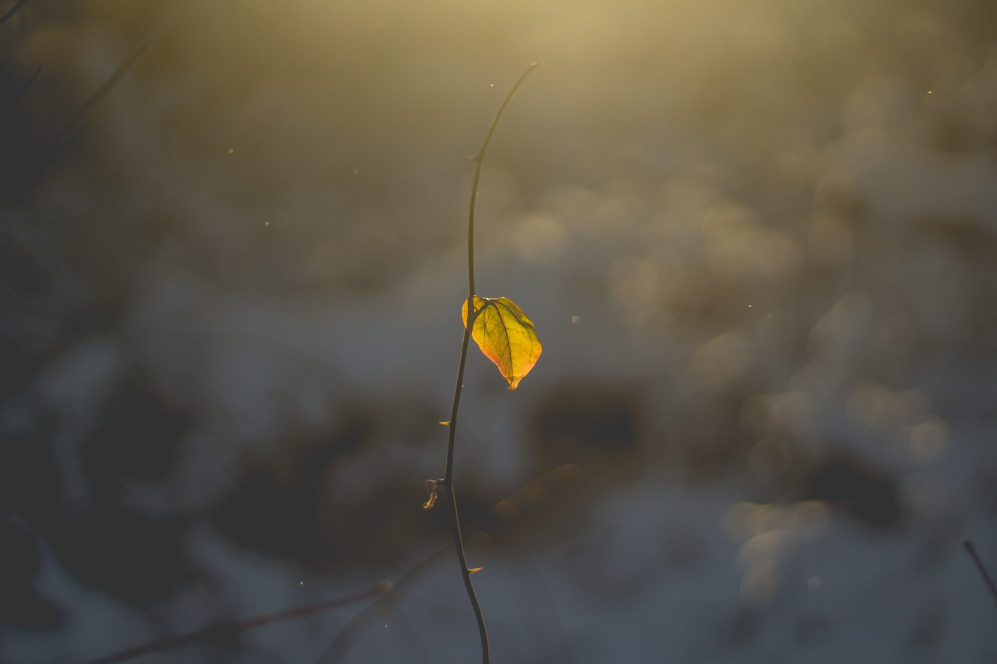 https://unsplash.com/photos/close-up-photo-of-withered-plant-with-yellow-leaf-UCQkkkFQE5k